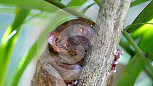 Tarsier, Bohol, Filipino photo